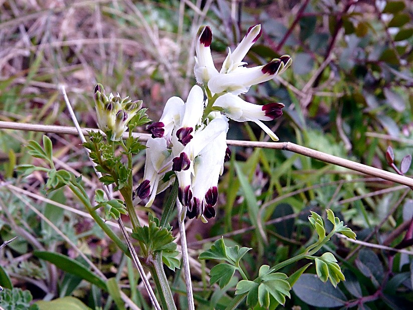 Fumaria capreolata / Fumaria bianca